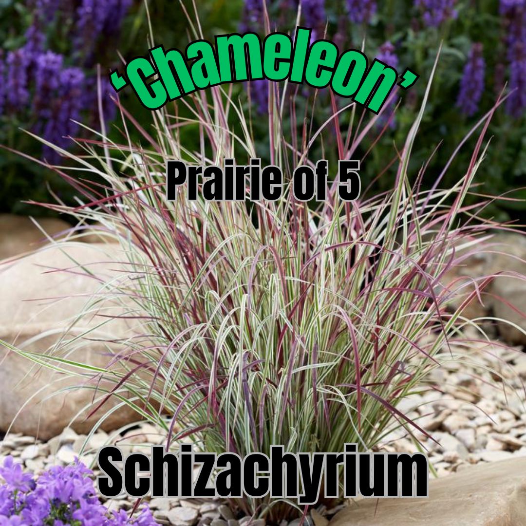 Schizachyrium s., Chameleon - Prairie
