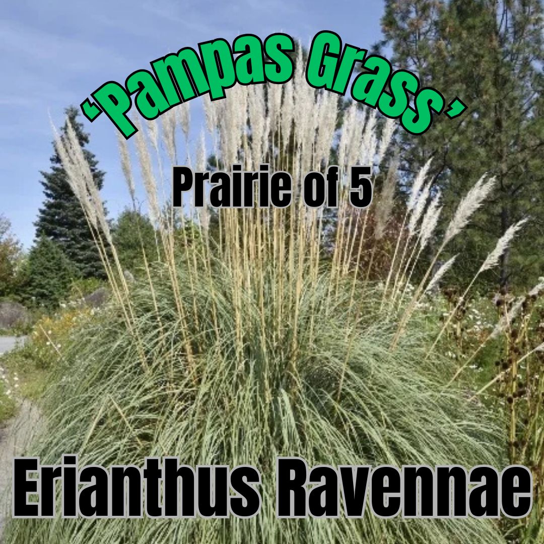 Erianthus ravennae, Hardy Pampas Grass - Prairie