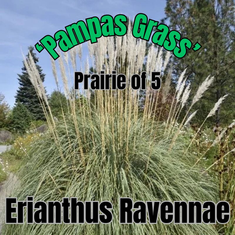Erianthus ravennae, Hardy Pampas Grass - Prairie