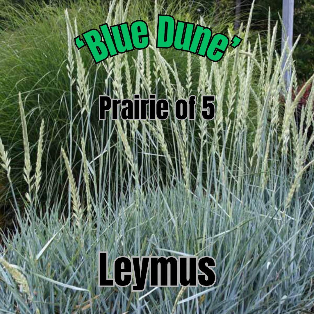 Leymus arenarius, Blue Dune - Prairie