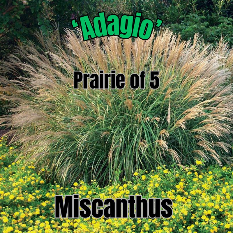 Miscanthus s., Adagio - Prairie