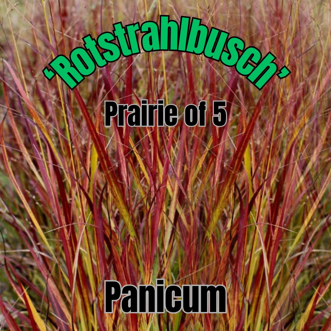 Panicum v., Rotstrahlbusch - Prairie
