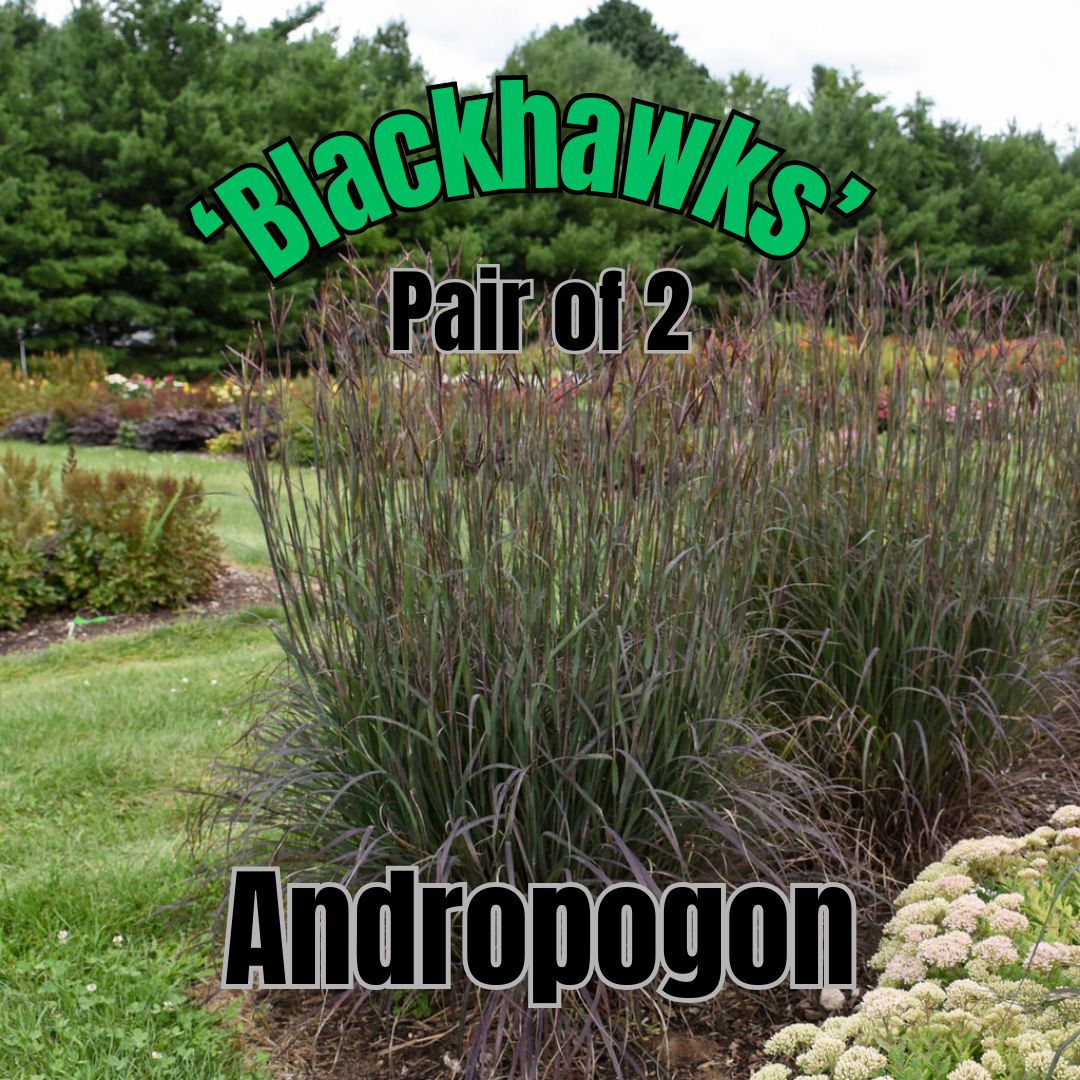 Andropogon g., Blackhawks - Pair of 3 Gal