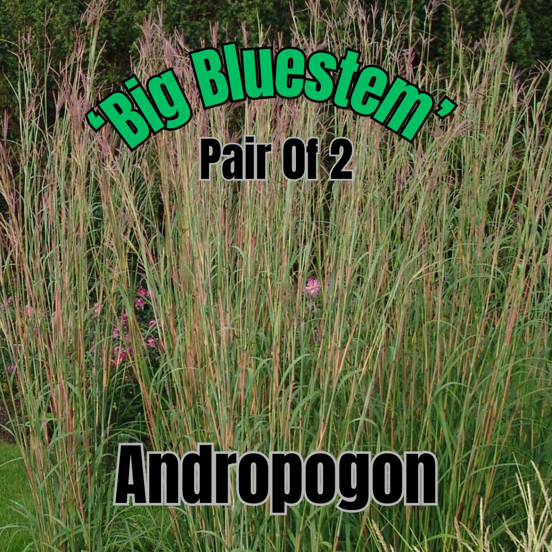 Andropogon g., Big Bluestem - Pair of 3 Gal