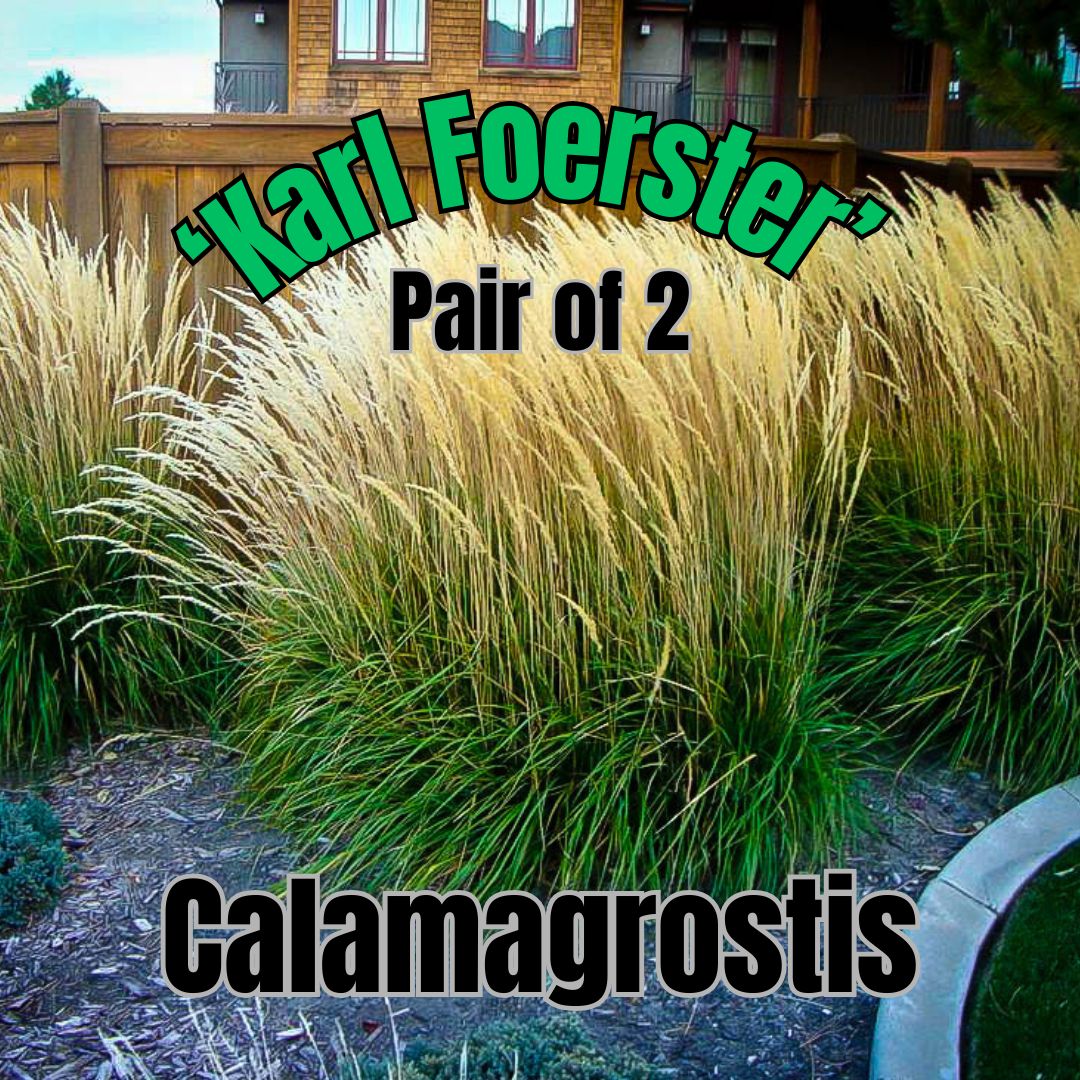 Calamagrostis a., Karl Foerster - Pair of 3 Gal