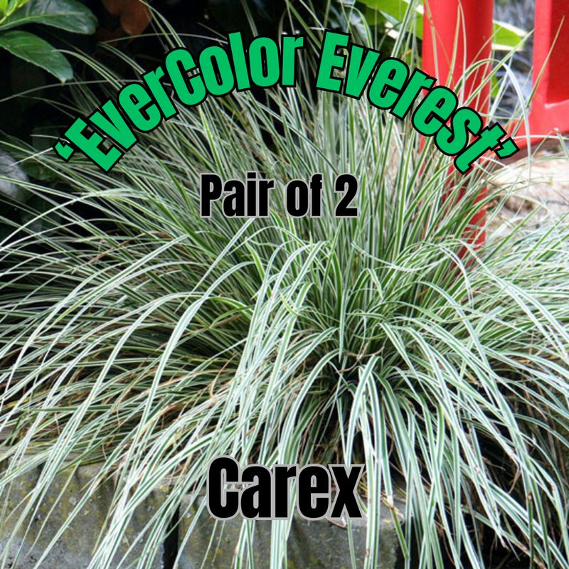 Carex o., EverColor Everest - Pair of 1 Gal