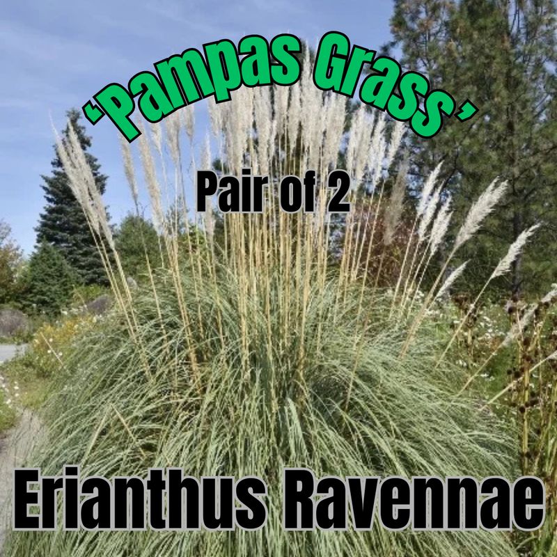 Erianthus ravennae, Hardy Pampas Grass - Pair of 3 Gal