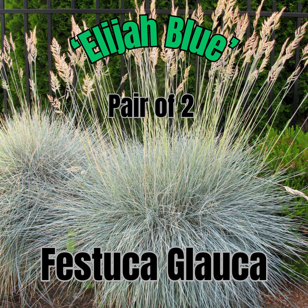 Festuca glauca, Elijah Blue - Pair of 1 Gal