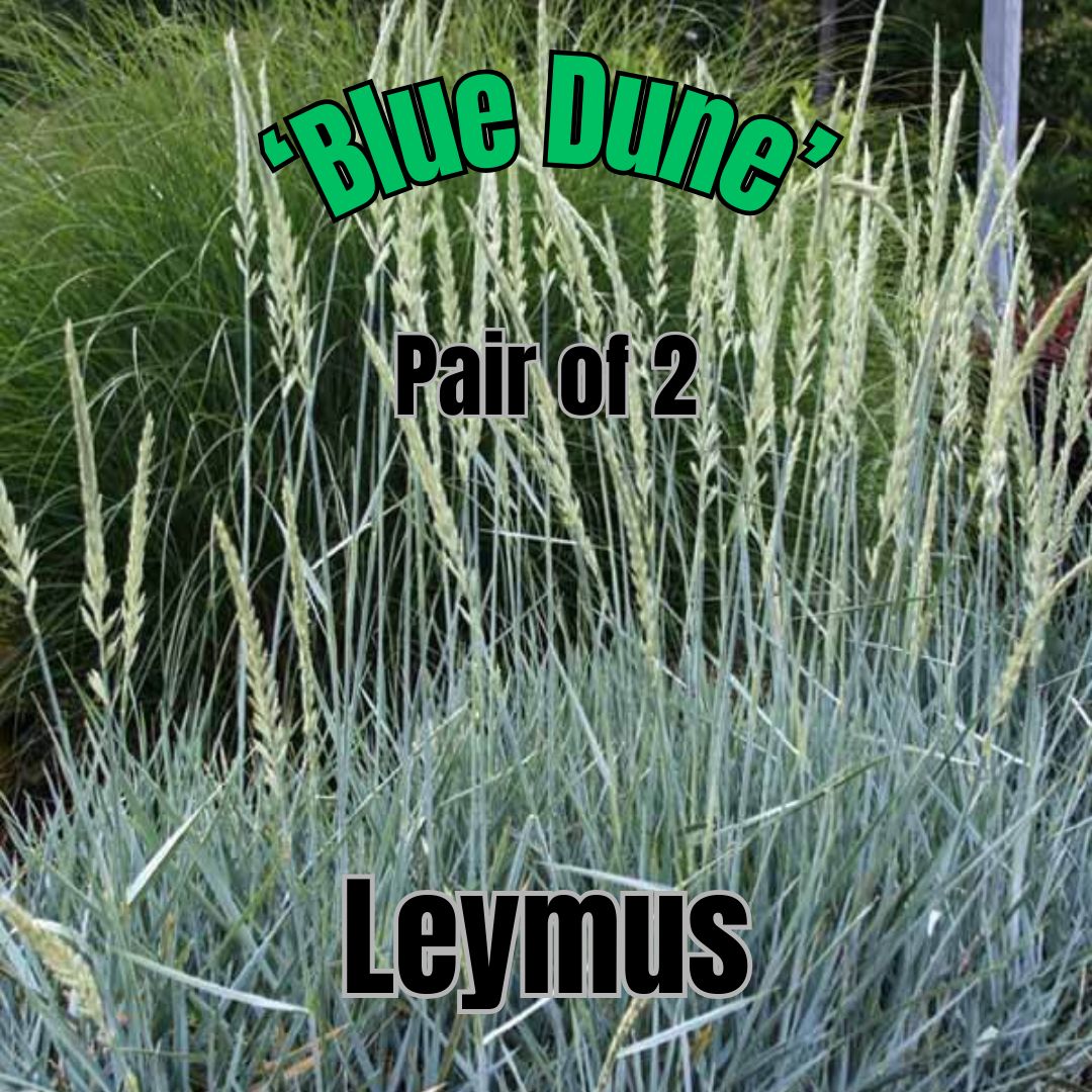 Leymus arenarius, Blue Dune - Pair of 3 Gal