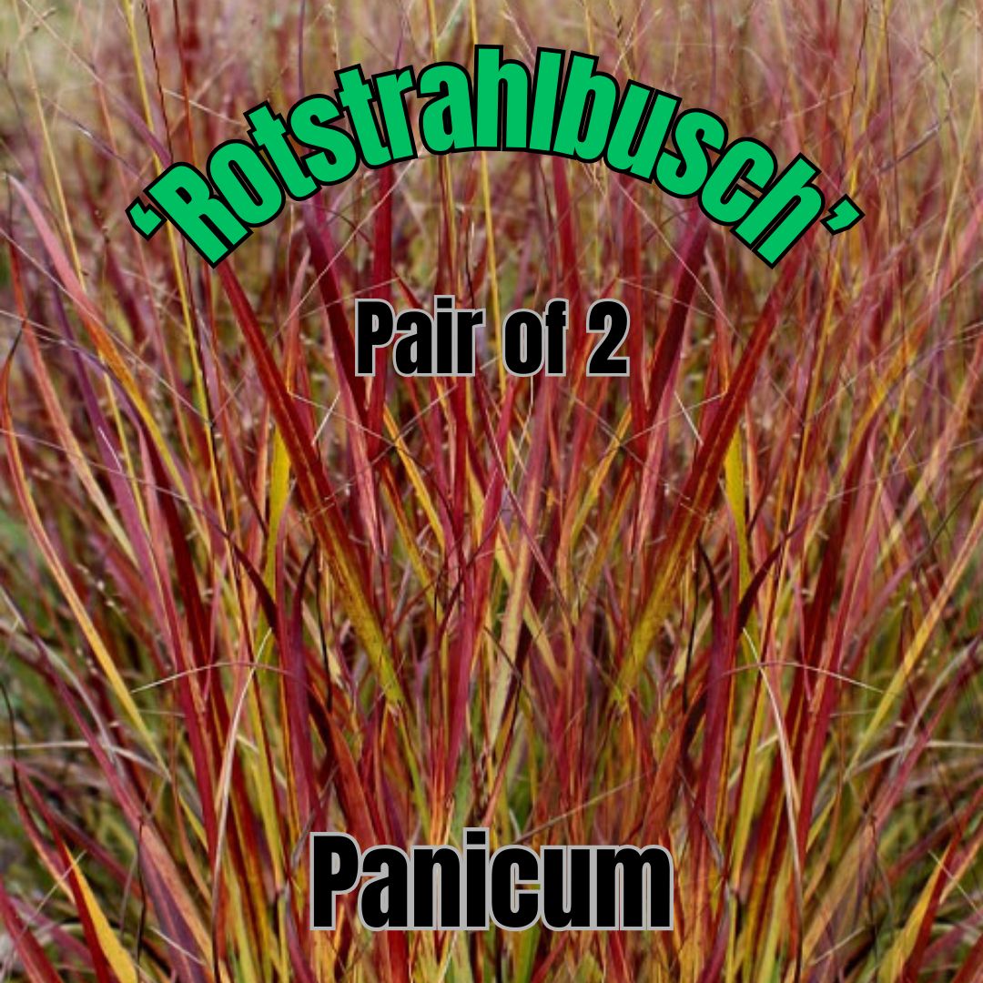 Panicum v., Rotstrahlbusch - Pair of 3 Gal