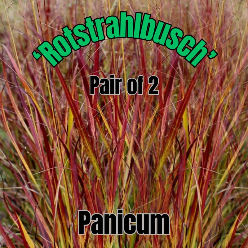 Panicum v., Rotstrahlbusch - Pair of 3 Gal