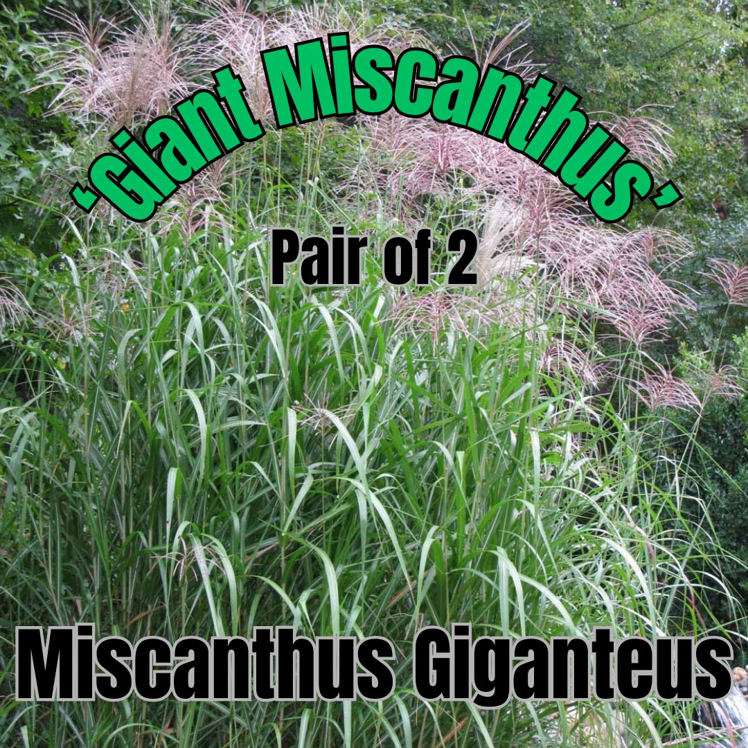 Miscanthus giganteus - Pair of 3 Gal