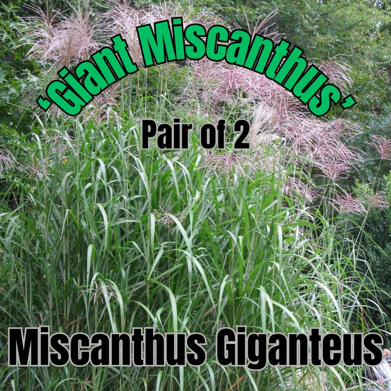 Miscanthus giganteus - Pair of 3 Gal