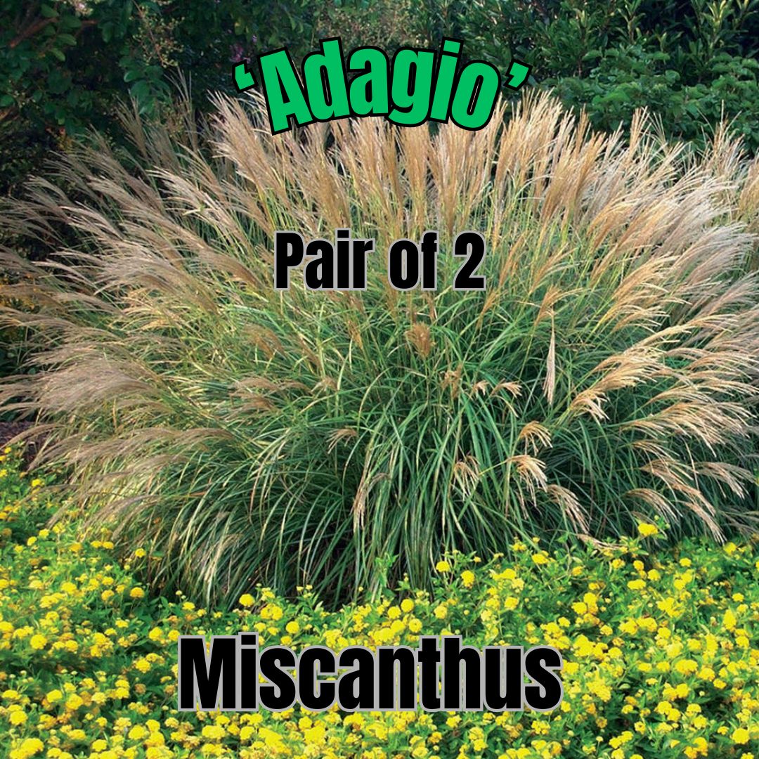 Miscanthus s., Adagio - Pair of 3 Gal