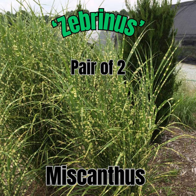 Miscanthus s., Zebra - Pair of 3 Gal