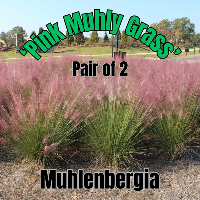 Muhlenbergia, Pink Muhly Grass - Pair of 3 Gal