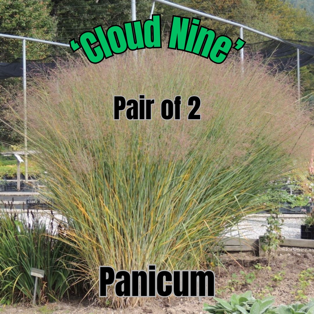 Panicum v., Cloud Nine - Pair of 3 Gal