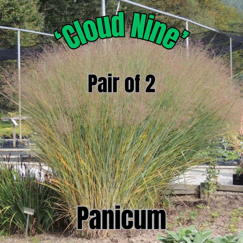 Panicum v., Cloud Nine - Pair of 3 Gal