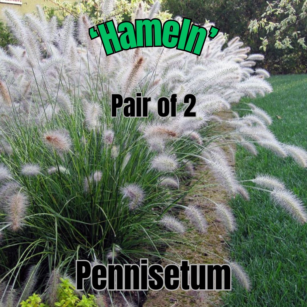 Pennisetum a., Hameln - Pair of 3 Gal