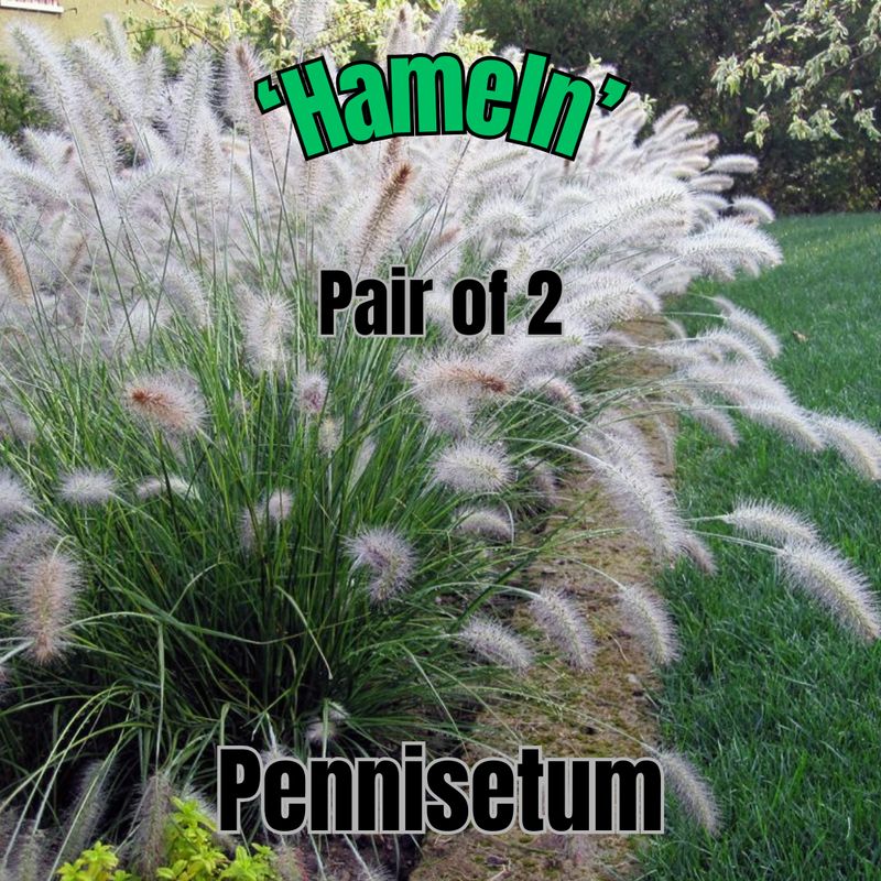 Pennisetum a., Hameln - Pair of 3 Gal