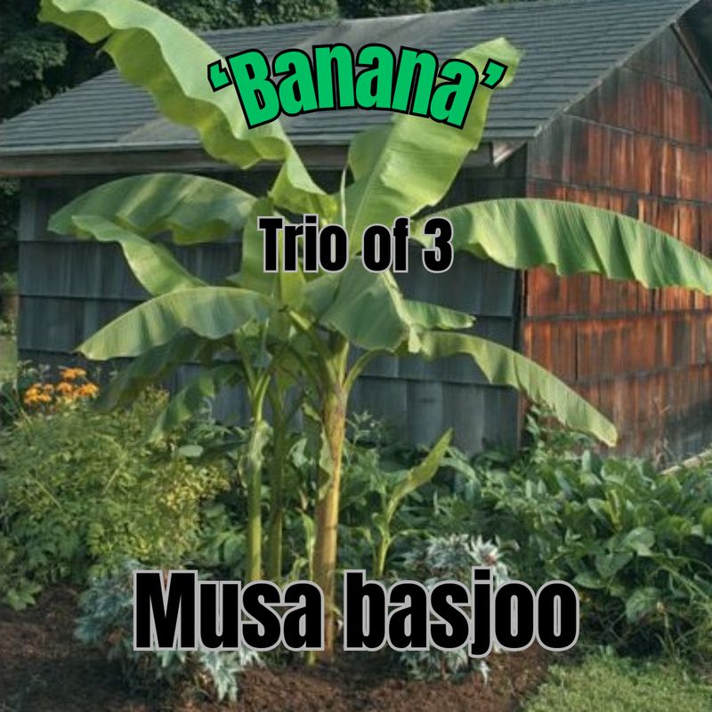 Musa basjoo, Banana - Trio of Trees