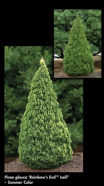 Picea, glauca, Rainbow’s End Iseli - #6