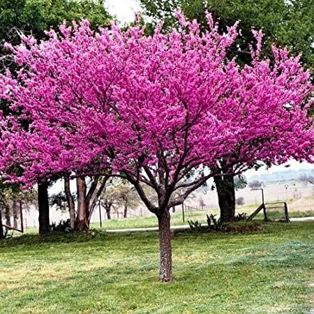 Cercis, canadensis, Eastern Redbud - #10