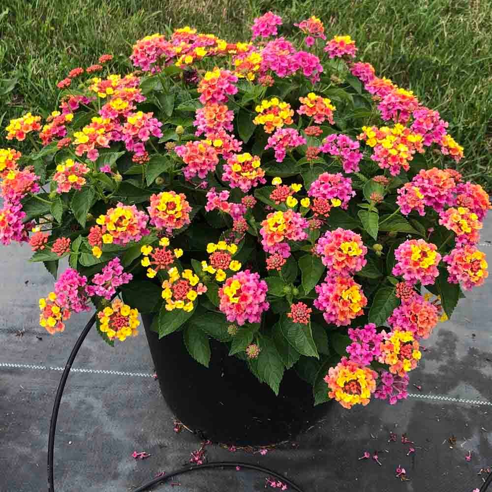 Lantana, Bandana Pink - Heatwave Hero Tray of 10