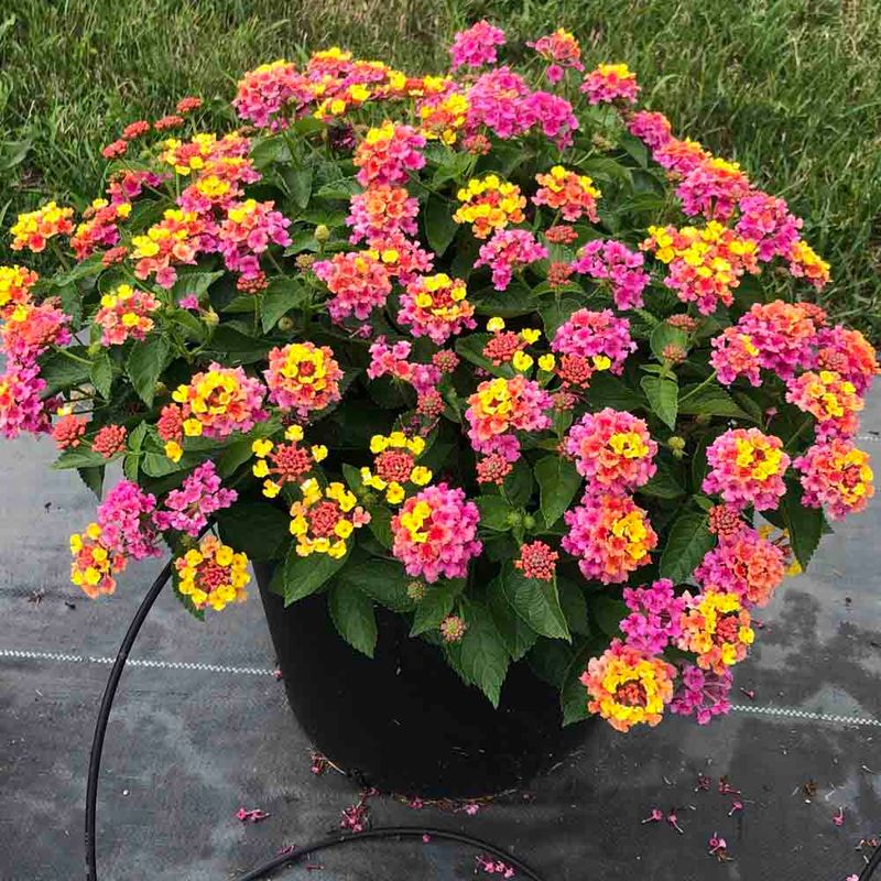 Lantana, Bandana Pink - Heatwave Hero Tray of 10