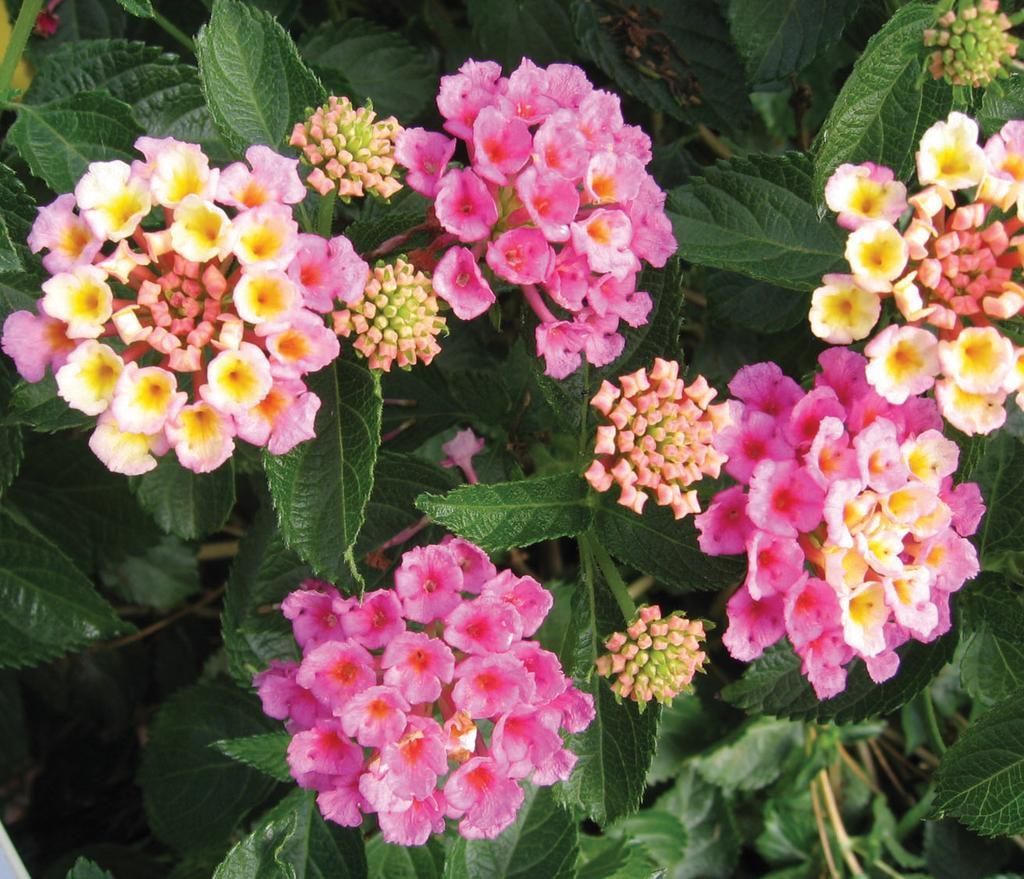 Lantana, Bandana Pink - Trio of 3 plants