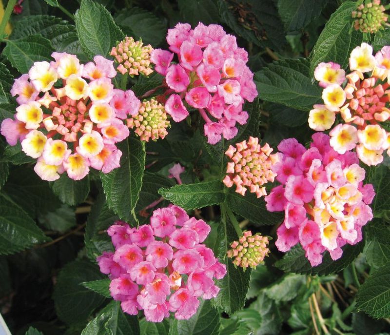 Lantana, Bandana Pink - Trio of 3 plants