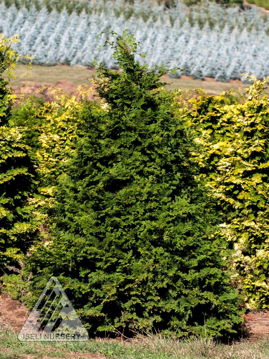 Chamaecyparis, obtus,  Iseli Green - #6