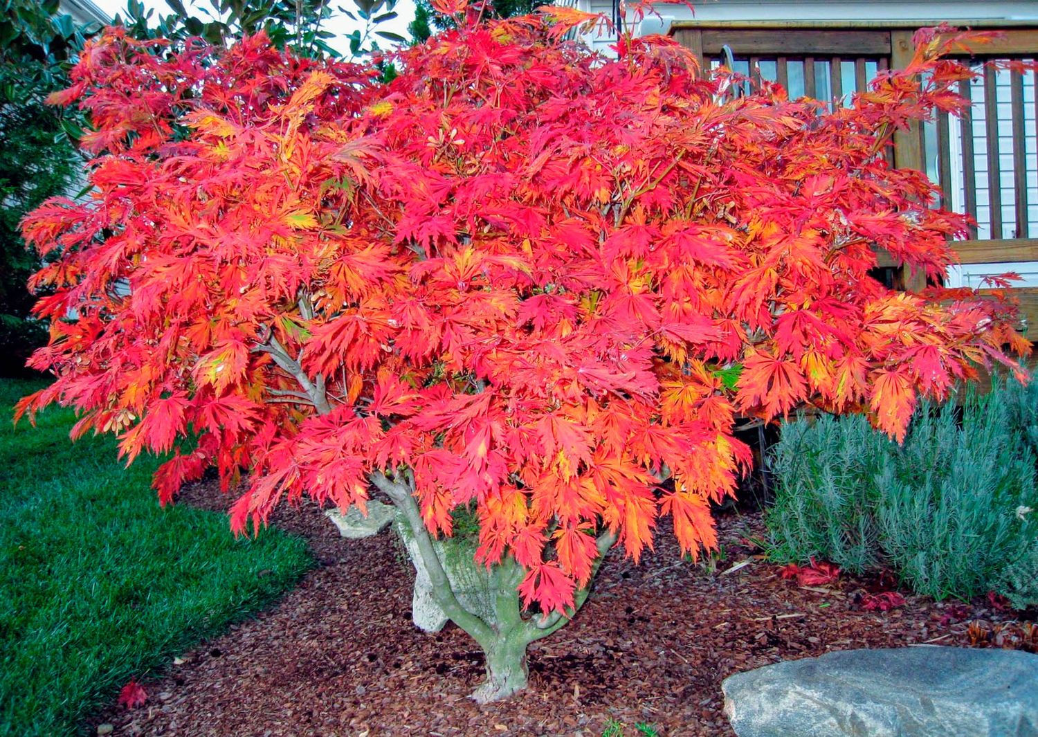 Acer, japon, Aconitifolium - #15
