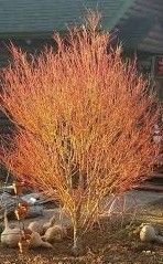 Acer, palma, Bihou - #3