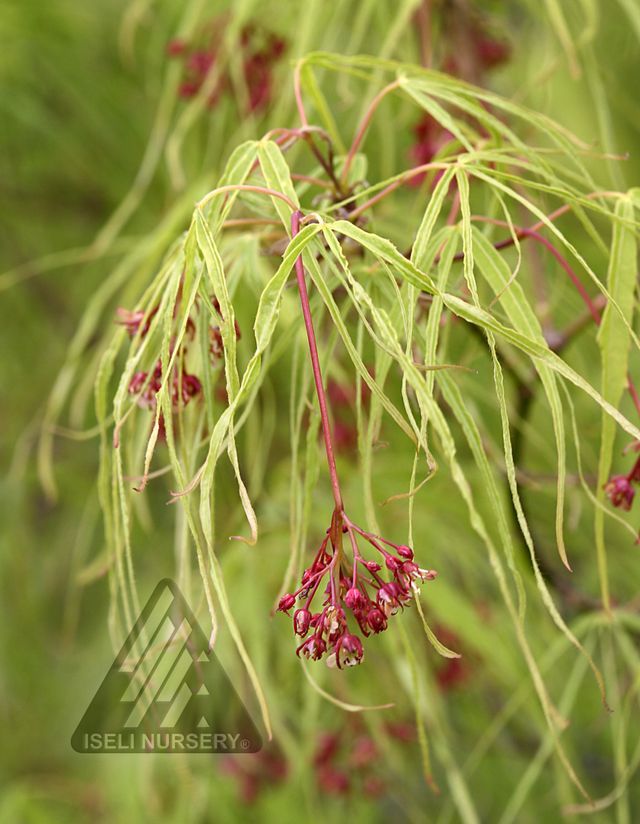 Acer, palma, Koto-no-Ito - #3