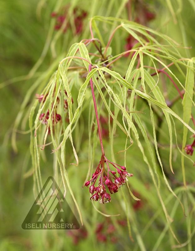 Acer, palma, Koto-no-Ito - #3