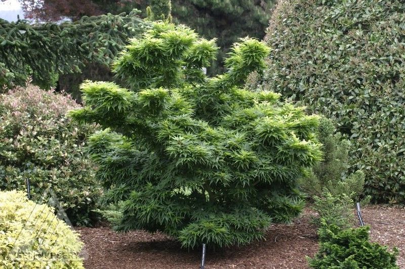 Acer, palma, Mikawa yatsubusa - #3