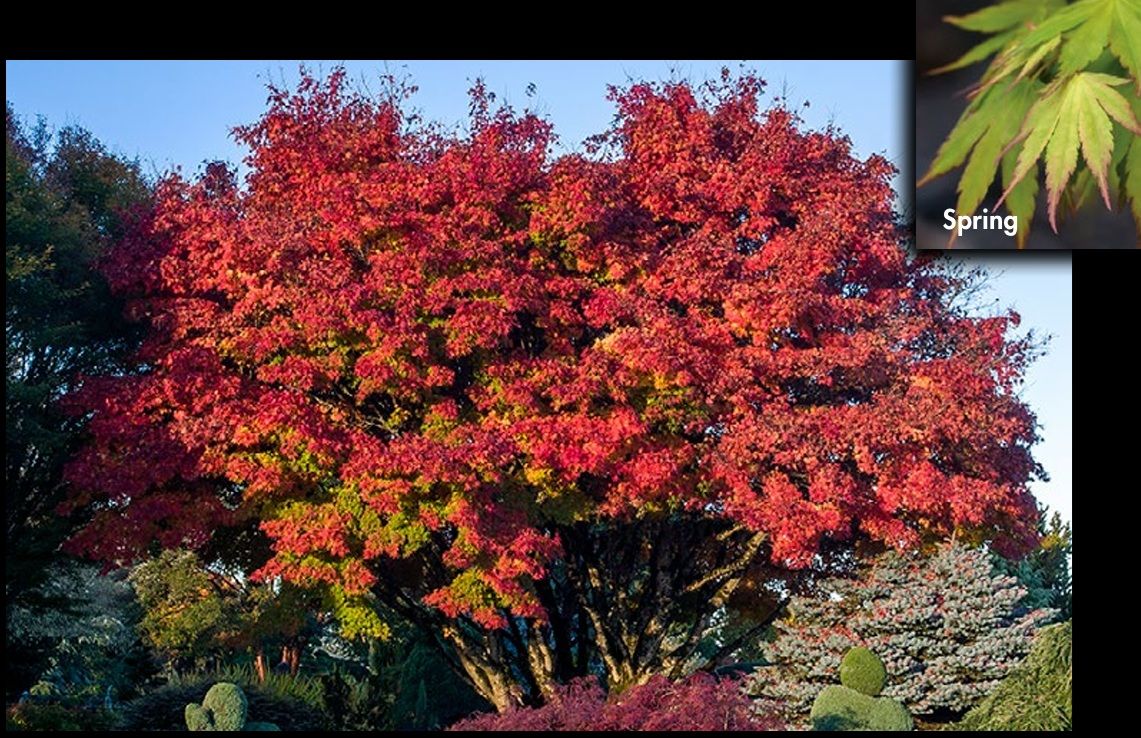 Acer, palma, Tobiosho Iseli - #6