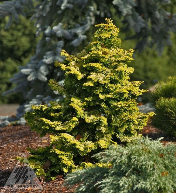 Chamaecyparis, obtus, Confucius - #3