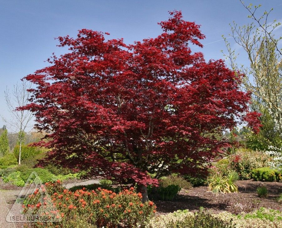 Acer, palma, Bloodgood - #15