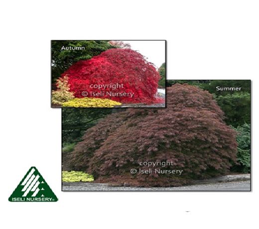 Acer, palma, Crimson Queen - #15