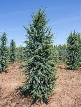 Cedrus, atlan, Fastigiata - #6