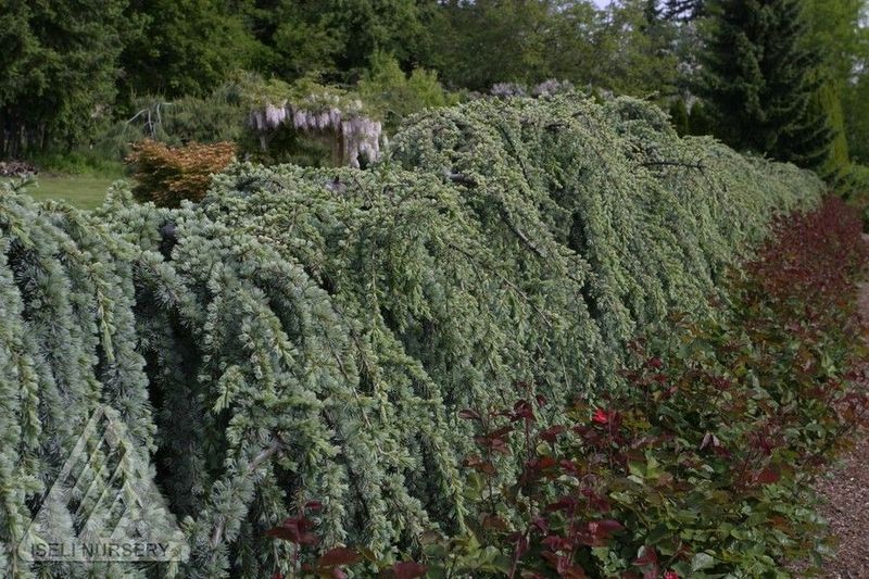 Cedrus, atlan, Glauca Pendula - #6