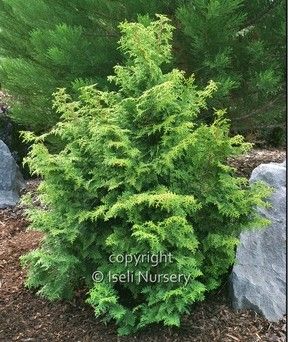 Chamaecyparis, obtus,  Graciosa - #3