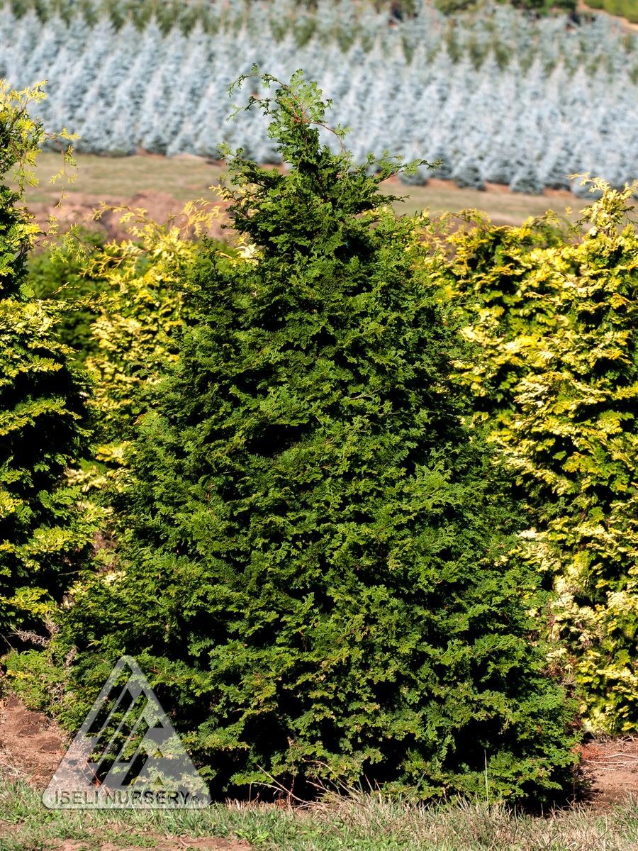 Chamaecyparis, obtus,  Iseli Green - #1