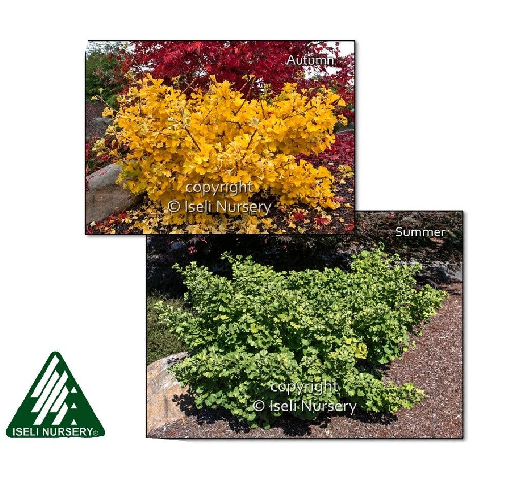 Ginkgo, biloba, Mariken - #1