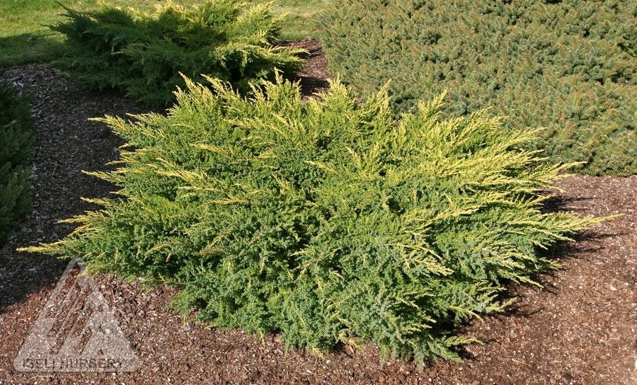 Juniperus, chine, Daub’s Frosted - #3