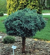Juniperus, squam, Blue Star - 24” Std