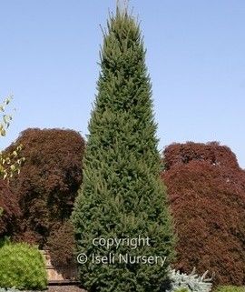 Picea, abies, Cupressina, - #6