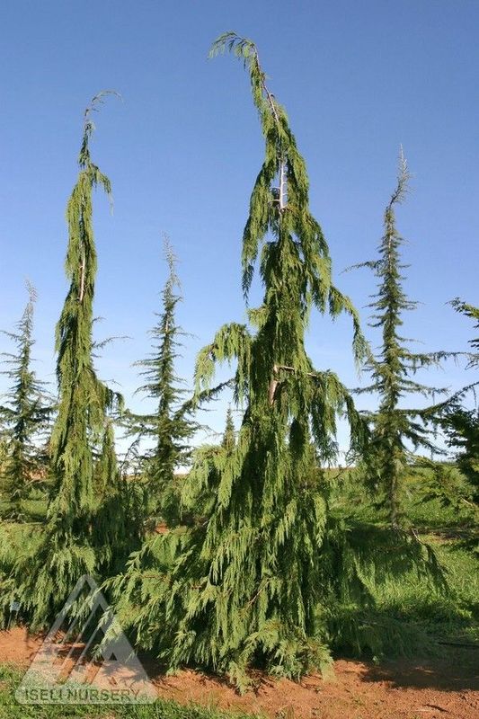 Chamaecyparis, nootk, Jubilee - #3
